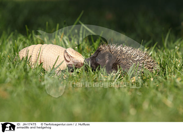 armadillo and hedgehog / JH-17475