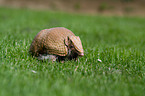 armadillo