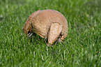 armadillo