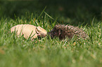 armadillo and hedgehog