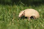 armadillo