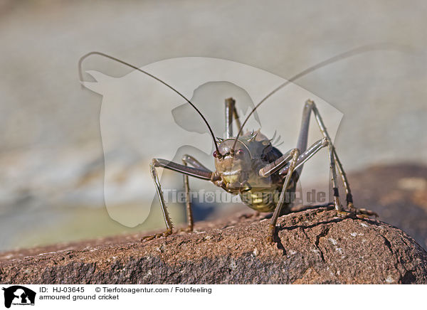 Gepanzerte Bodenschrecke / armoured ground cricket / HJ-03645