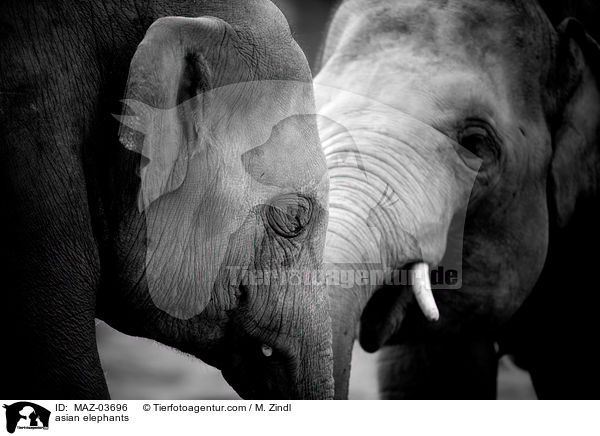 asian elephants / MAZ-03696