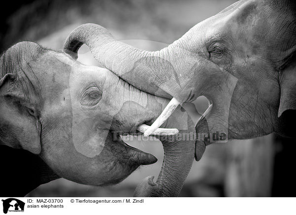 asian elephants / MAZ-03700