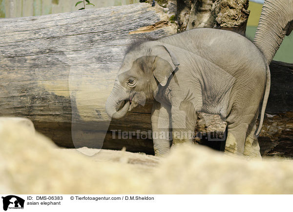 asian elephant / DMS-06383