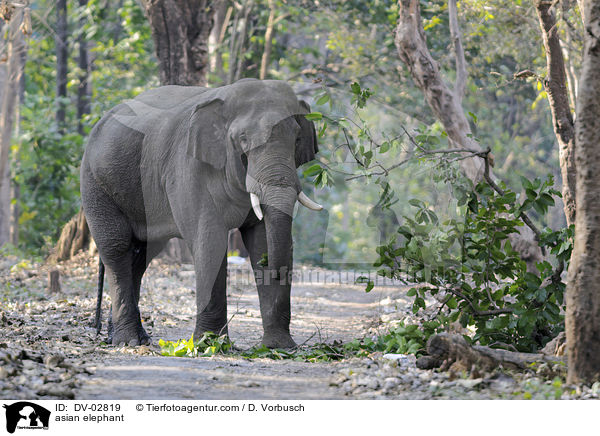 Asiatischer Elefant / asian elephant / DV-02819
