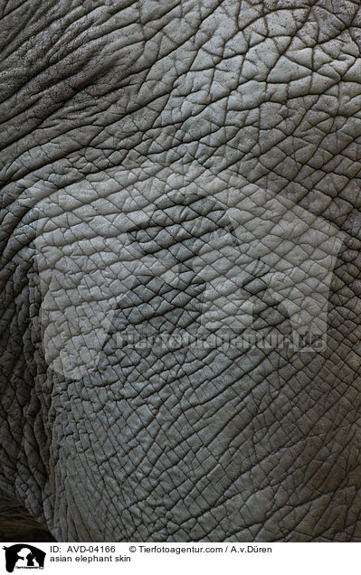 asian elephant skin / AVD-04166