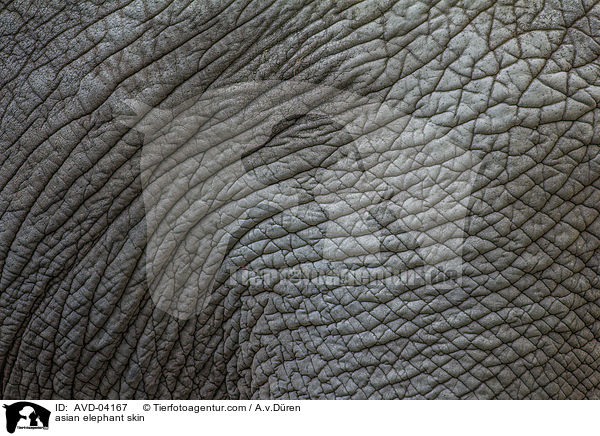 asian elephant skin / AVD-04167