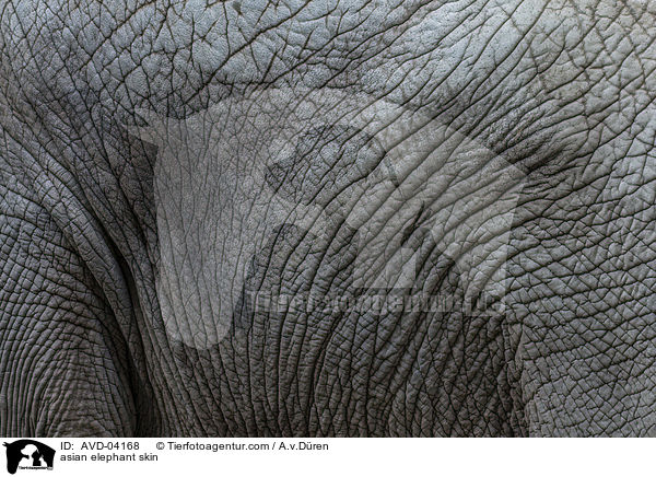 asian elephant skin / AVD-04168