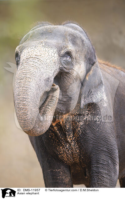 Asiatischer Elefant / Asian elephant / DMS-11957