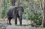 asian elephant