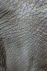 asian elephant skin