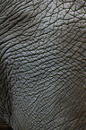 asian elephant skin