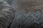 asian elephant skin