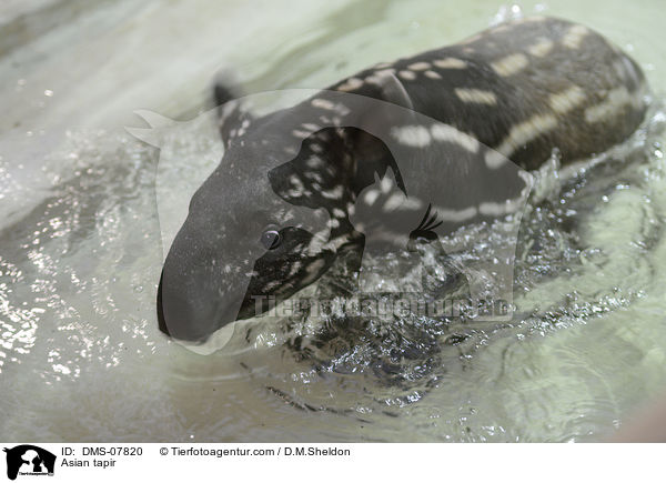Schabrackentapir / Asian tapir / DMS-07820