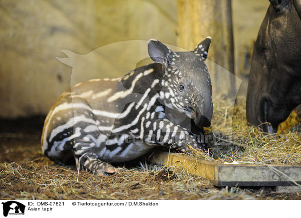 Asian tapir / DMS-07821