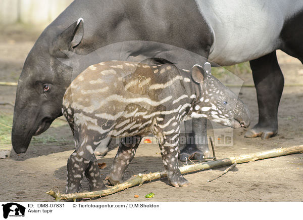 Asian tapir / DMS-07831