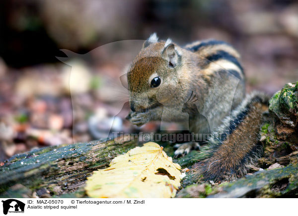 Baumstreifenhrnchen / Asiatic striped squirrel / MAZ-05070