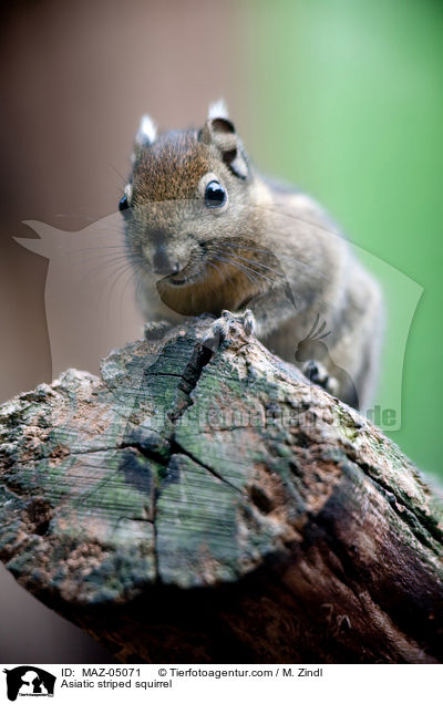 Baumstreifenhrnchen / Asiatic striped squirrel / MAZ-05071