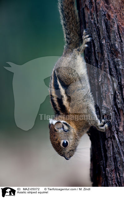 Baumstreifenhrnchen / Asiatic striped squirrel / MAZ-05072