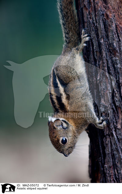 Asiatic striped squirrel / MAZ-05072