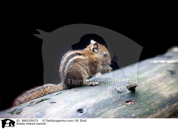 Baumstreifenhrnchen / Asiatic striped squirrel / MAZ-05073