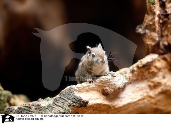 Asiatic striped squirrel / MAZ-05076