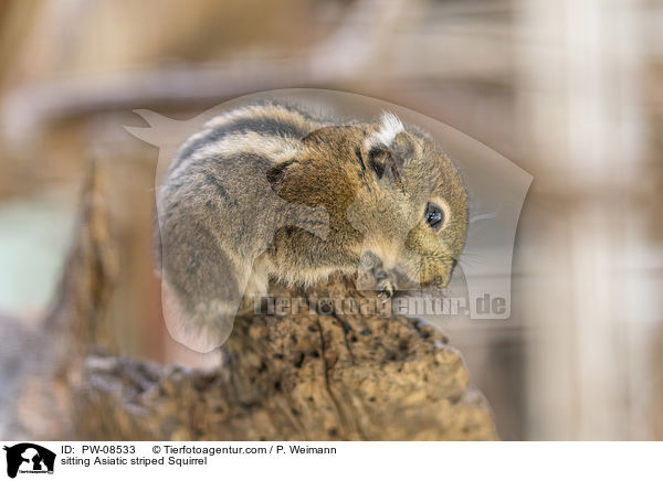 sitting Asiatic striped Squirrel / PW-08533