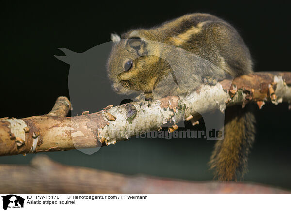 Asiatic striped squirrel / PW-15170