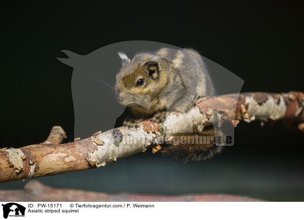 Baumstreifenhrnchen / Asiatic striped squirrel / PW-15171