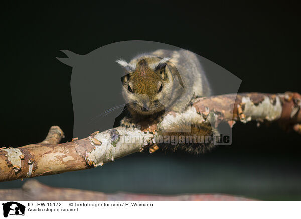 Baumstreifenhrnchen / Asiatic striped squirrel / PW-15172