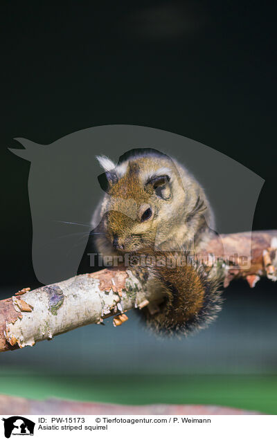 Asiatic striped squirrel / PW-15173