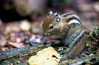 Asiatic striped squirrel