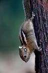 Asiatic striped squirrel