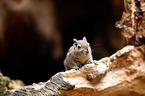 Asiatic striped squirrel