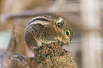 sitting Asiatic striped Squirrel