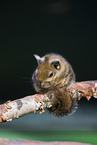 Asiatic striped squirrel