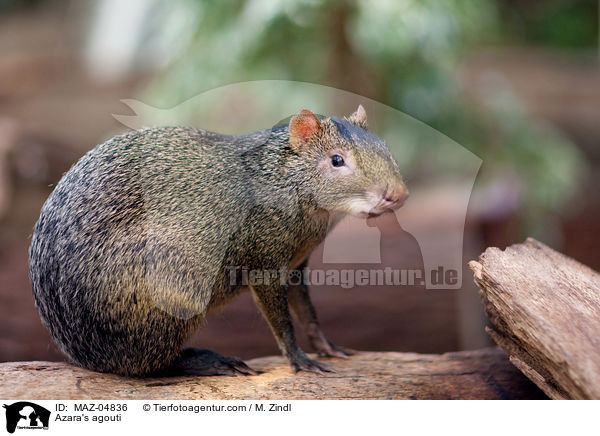 Azara-Aguti / Azara's agouti / MAZ-04836
