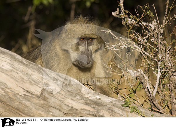 Pavian / baboon / WS-03631