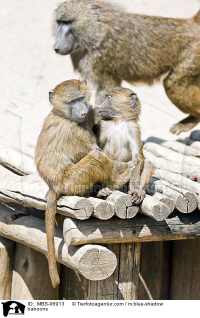 Paviane / baboons / MBS-06913