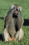 baboon