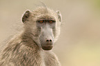 baboon