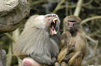 baboons