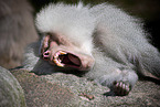 baboon