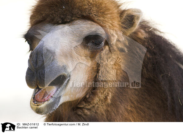 Trampeltier / Bactrian camel / MAZ-01812