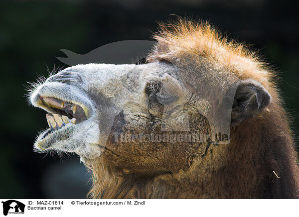 Trampeltier / Bactrian camel / MAZ-01814
