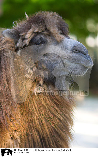 Bactrian camel / MAZ-01815