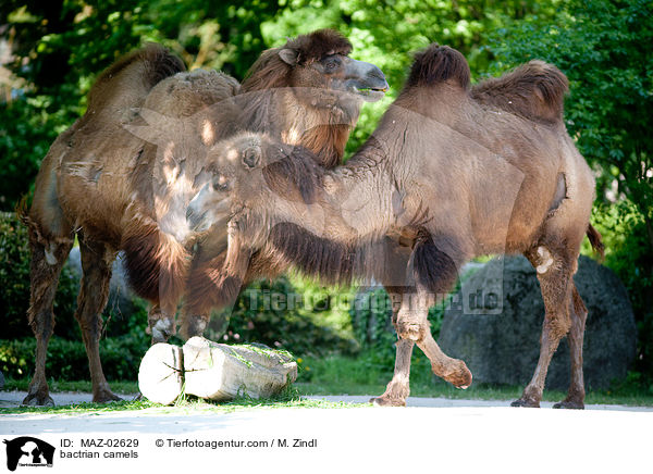 bactrian camels / MAZ-02629