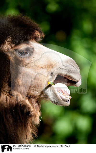 Trampeltier / bactrian camel / MAZ-02630