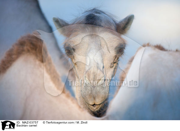 Bactrian camel / MAZ-03757
